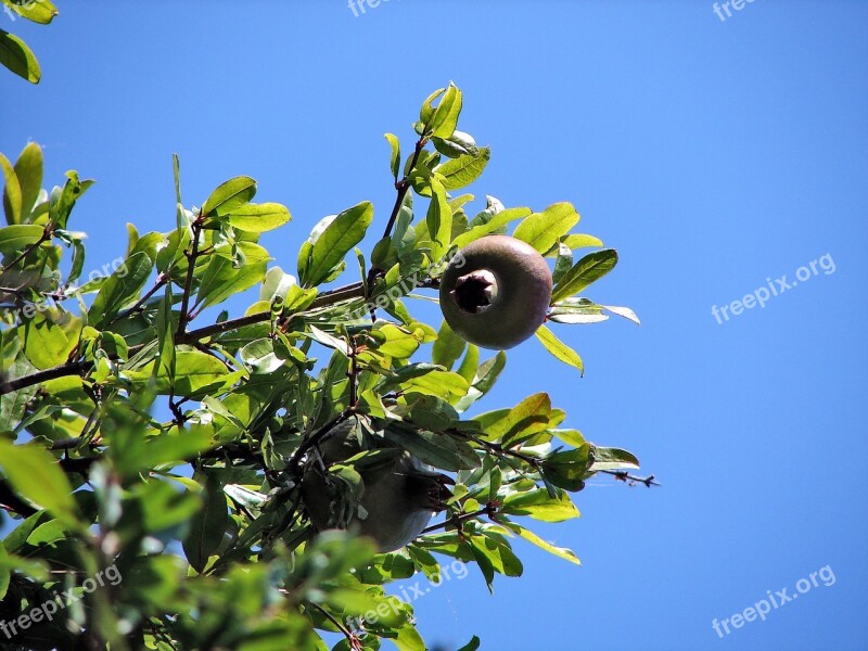 Fruit Vitamin C Pomegranate Healthy Anti-oxidant