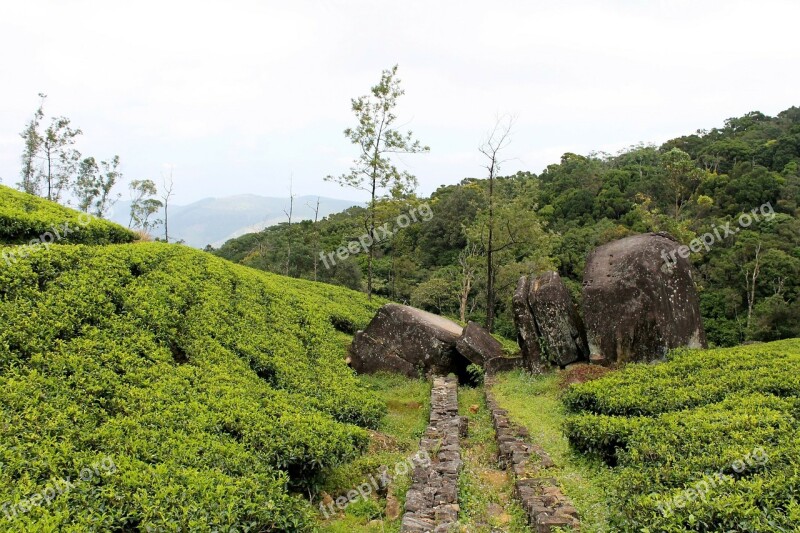 Tea Estate Rock Tea Estate Loolecondera