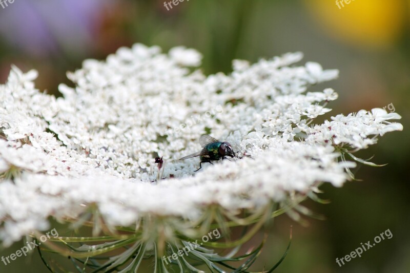 Moscow Insect Flower Nature Green