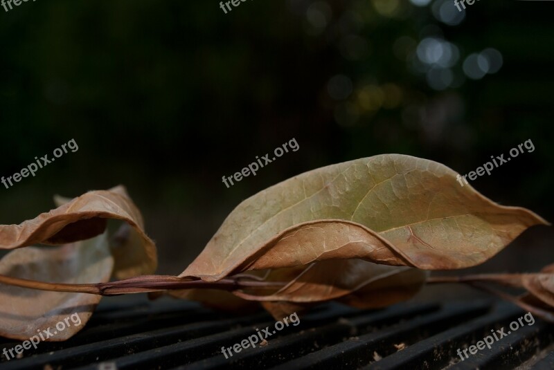 Leaf Dry Autumn Fall Nature