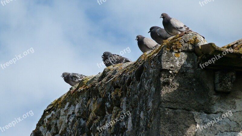 Pigeons Birds Wall Perched Nature