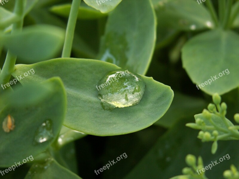 A Drop Of Summer Garden Plant Free Photos