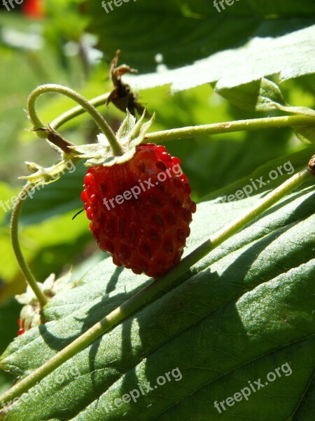 Fragaria Vesca Garden Summer Free Photos