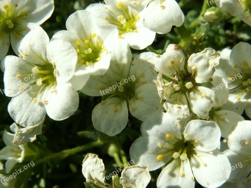 Flowers Apple Flower Apple Spring Garden