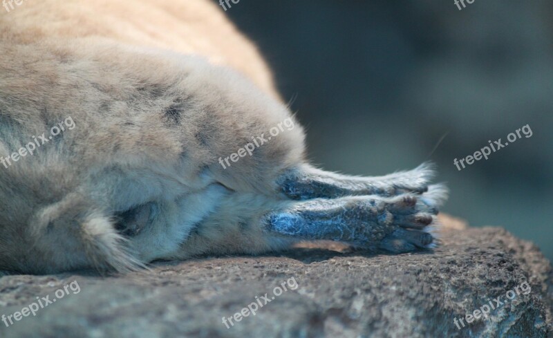 Animal Animals Fur Hair Furry