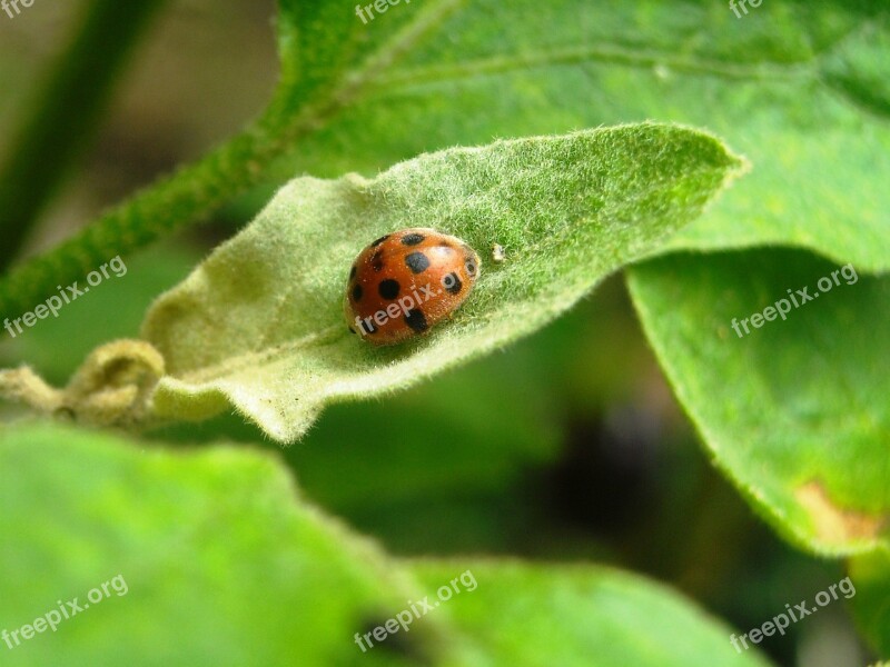 Ladybugs Insects Orange Black Leaf