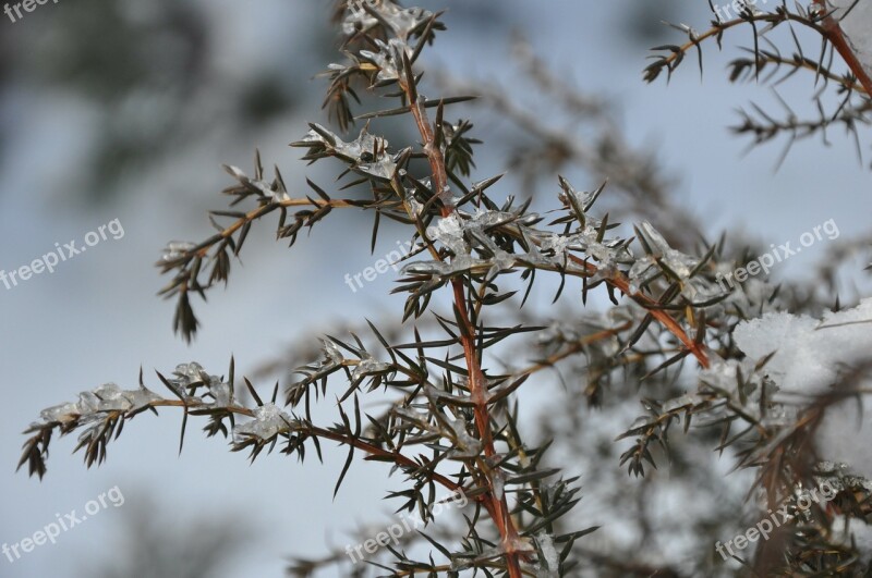 Winter Snow Frost Plant Nature