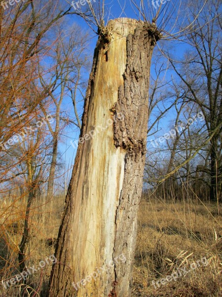 Nature Reserve Log Kahl Nature Tree