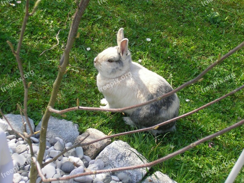 Rabbits Hare Pet Munchkins Free Photos