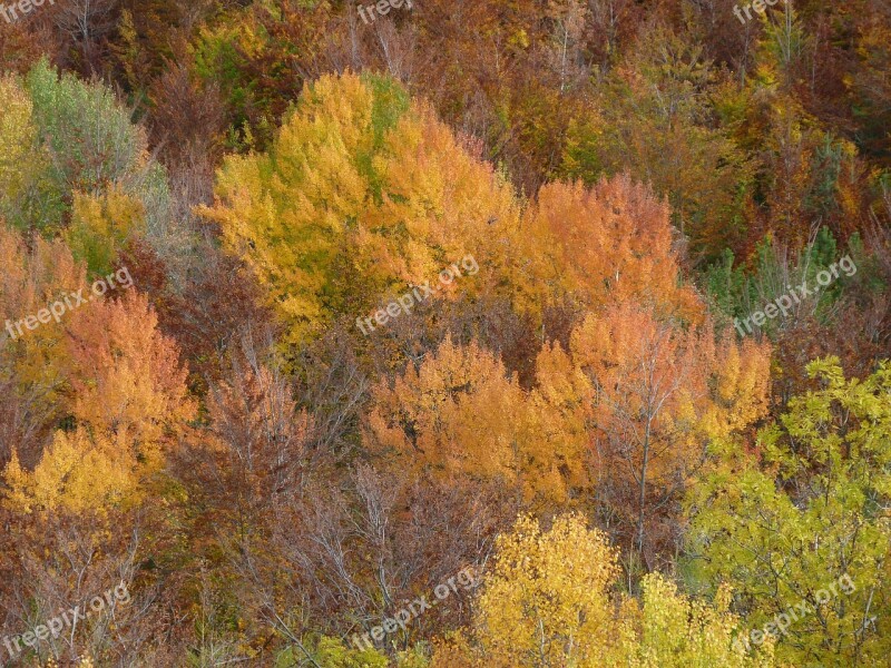 Fall Foliage Nature Color Forest