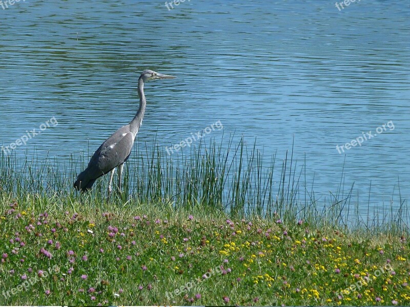 Bird Migration Animals Water Pond