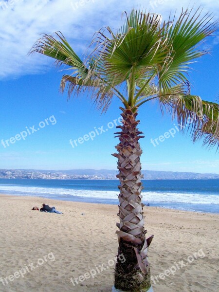 Beach Palm Sand Sea Palm Tree