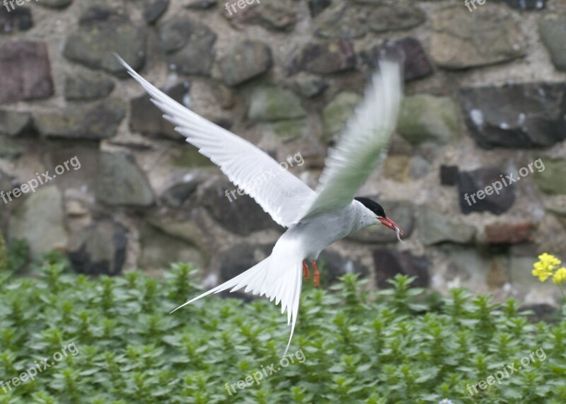 Bird Flapping Wings Flying Worm