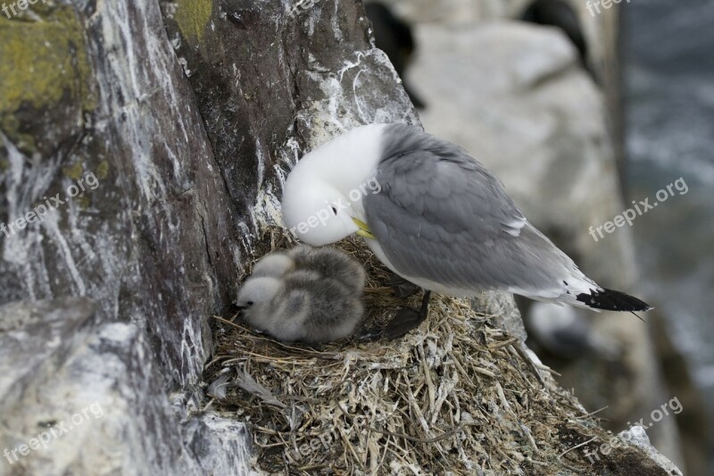 Seagull Gull Bird Animal Nest