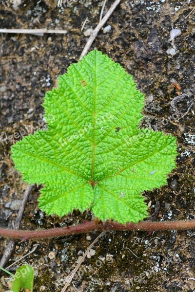 Leaf Greenish Young Ground Fresh