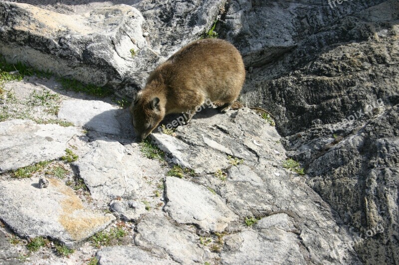 Hyrax Table Mountain Cape Town Free Photos