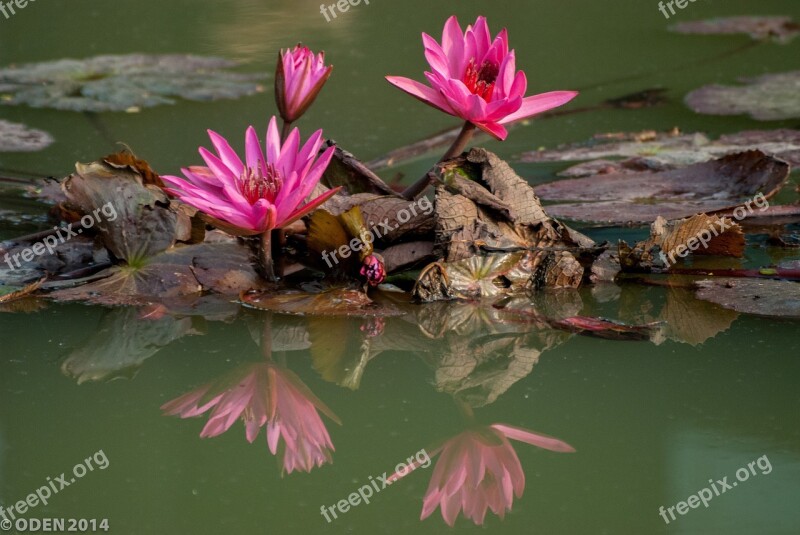 Flowers Purple Water Lily Lily Lilies