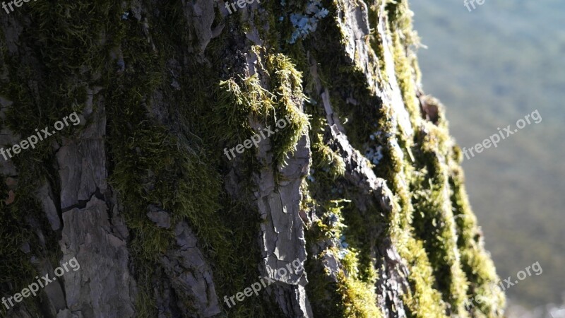 Tree Log Bark Aesthetic Earth