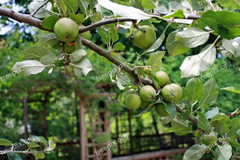 Apples Branch Apple Tree Fruit Green