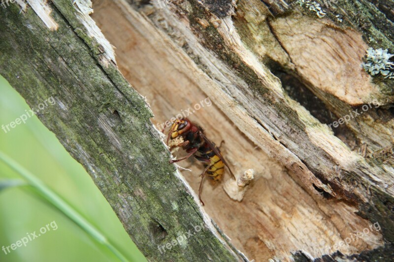 Hornet Wasp Insect Animal Free Photos