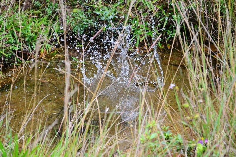 Water Splash Clear Water Spring Stream Crystal Clear