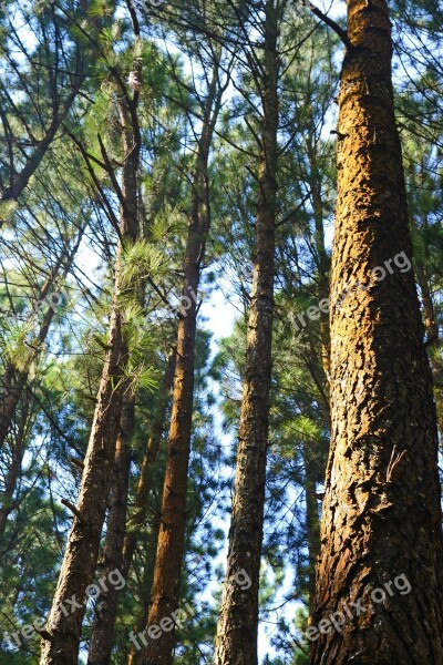 Pine Forest Back Light Trees Tall Trees Loolecondera