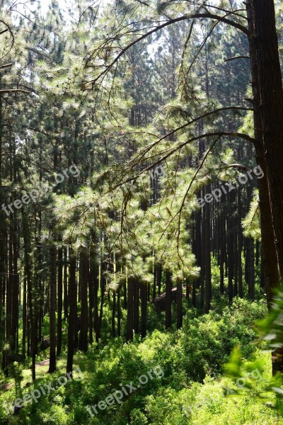 Pine Forest Back Light Trees Tall Trees Loolecondera