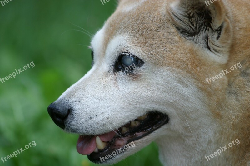 Shiba Inu Dog Blind Smile Profile