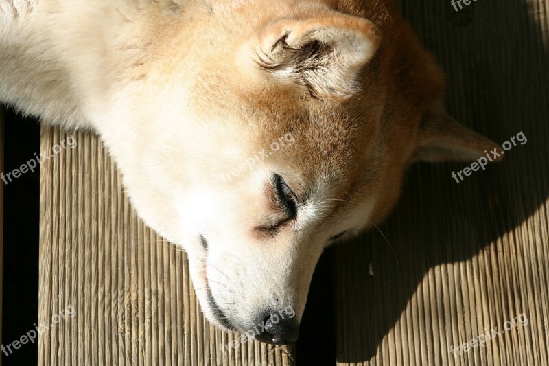 Shiba Inu Dog Sleep Free Photos