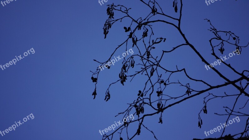 Catkins Alder Journal Of The Tree Catkins Free Photos