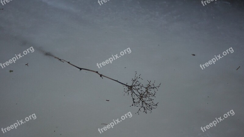 Frozen Branch Spring Ice Stuck In The Ice Free Photos