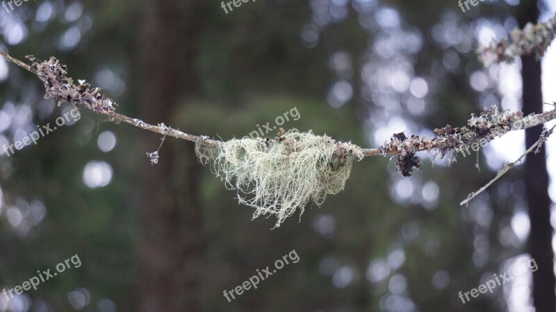 Lichen Usnea Medicinal Plant Mushroom Lichen Pruning