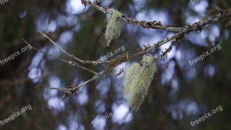 Lichen Usnea Medicinal Plant Mushroom Lichen Pruning