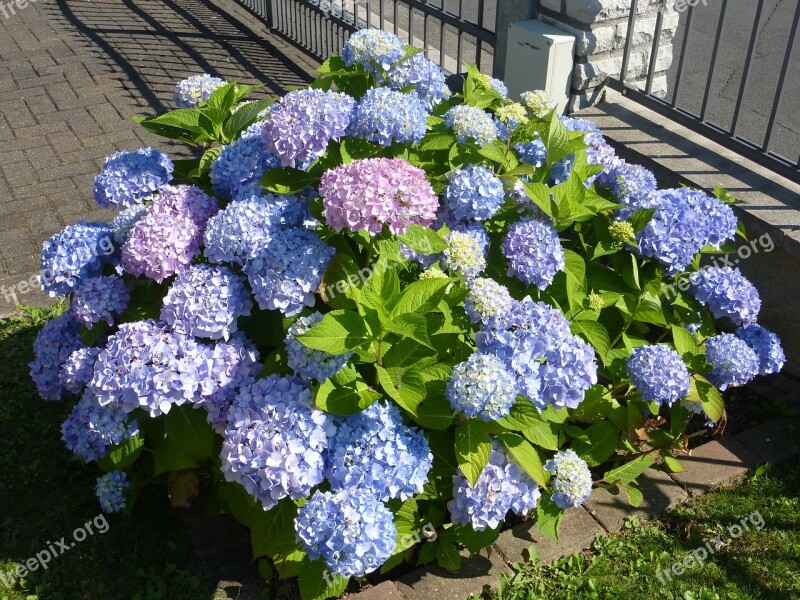 Hydrangea Greenhouse Hydrangea Violet Free Photos