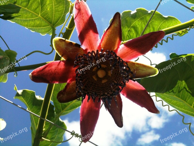 Passion Flower Vine Passion Fruit Free Photos