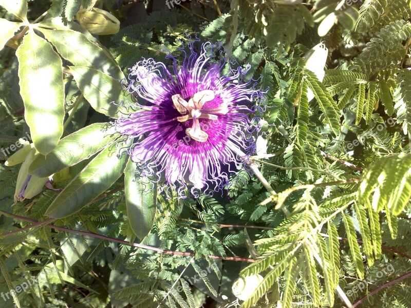 Flower Passion Fruit Passion Flower Flore De Maracujá Do Mato Vale Do Jequitinhonha