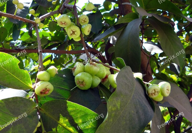 Syzygium Jambos Tree Rose Apple Fruit Tropical