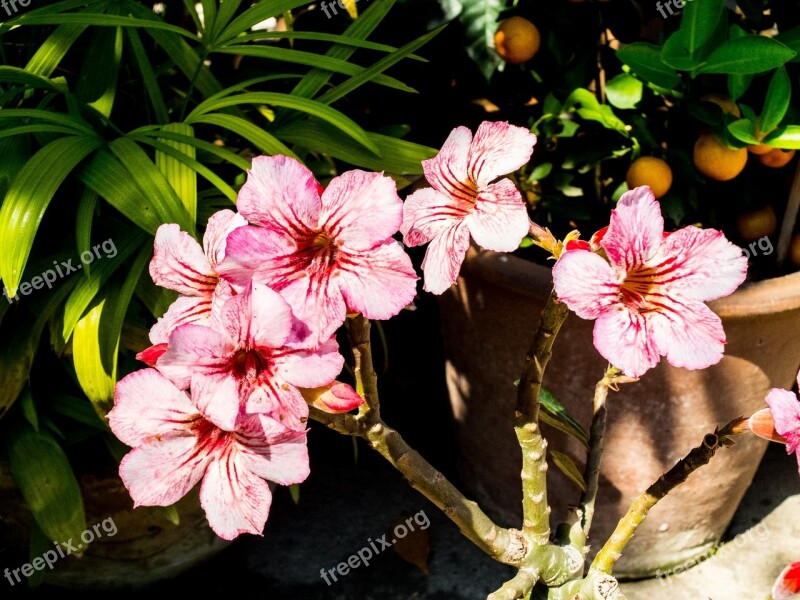 Flower Blossom Bloom White Red Free Photos