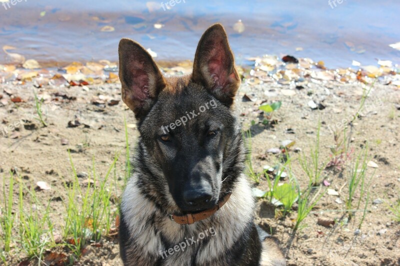 Dog German Shepherd Beach Pet Free Photos