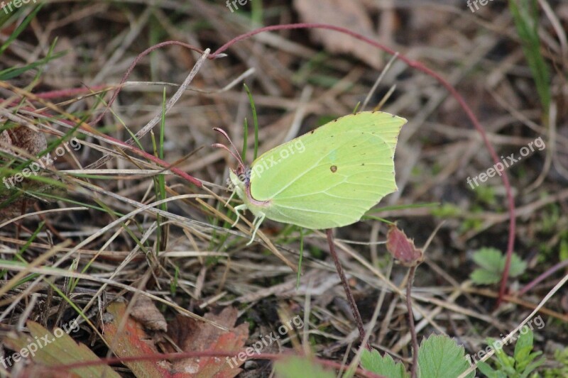 Butterfly Nature Finnish Free Photos