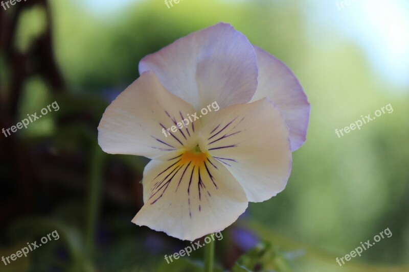 Pansy Flower Plant Free Photos