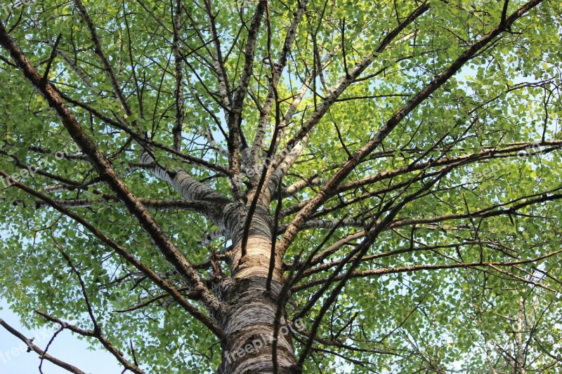 Birch Branches Finnish Free Photos