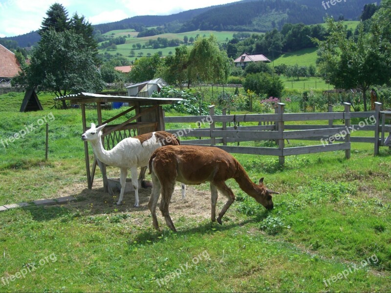 Lama Garden Enclosure Gate Fence