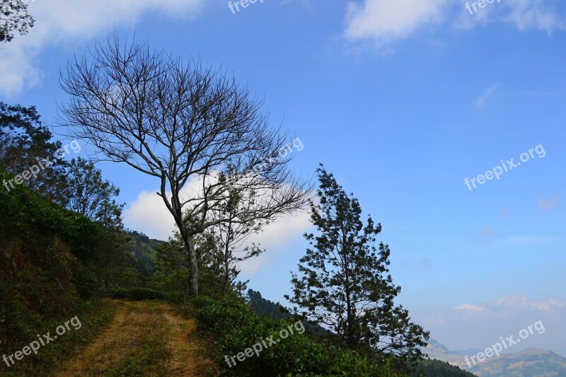 Landscape Tree Dead Tree Dried Tree Blue Sky