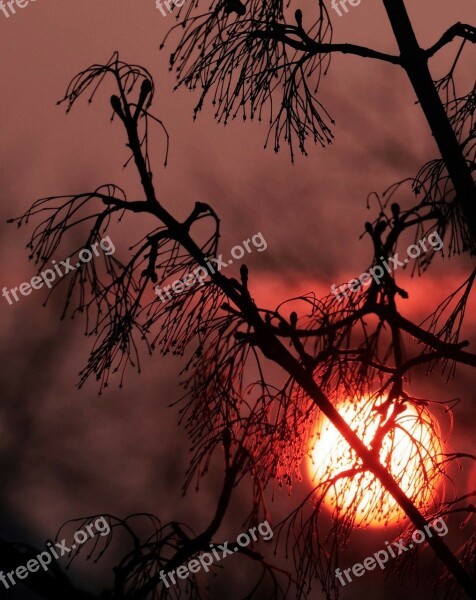 Sunset Nature Abendstimmung Branches Aesthetic