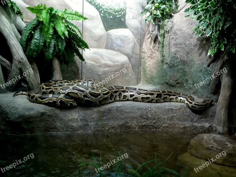 Python Boa Constrictor Snake Reptiles Zoo