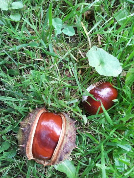 Chestnut Chestnuts Conker Horse Chestnut Tree Season