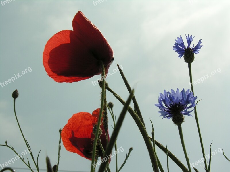 Poppy Cornflower Field Spring Blossom