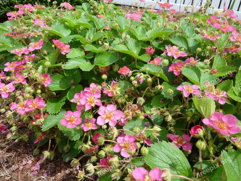 Strawberry Ground Cover Yard Strawberries Plant