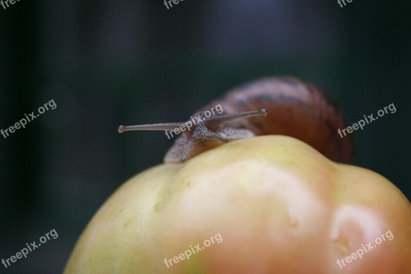 Snail Tomato Snail Shell Animal Shell